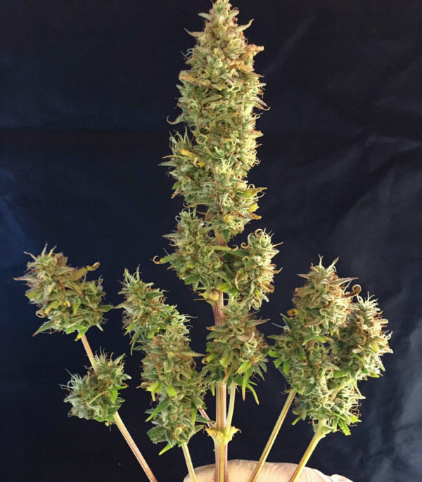 Семена сорта Runtz XL Auto fem (Sweet Seeds) — изображение 3