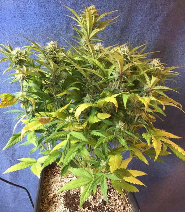 Семена сорта Runtz XL Auto fem (Sweet Seeds) — изображение 2
