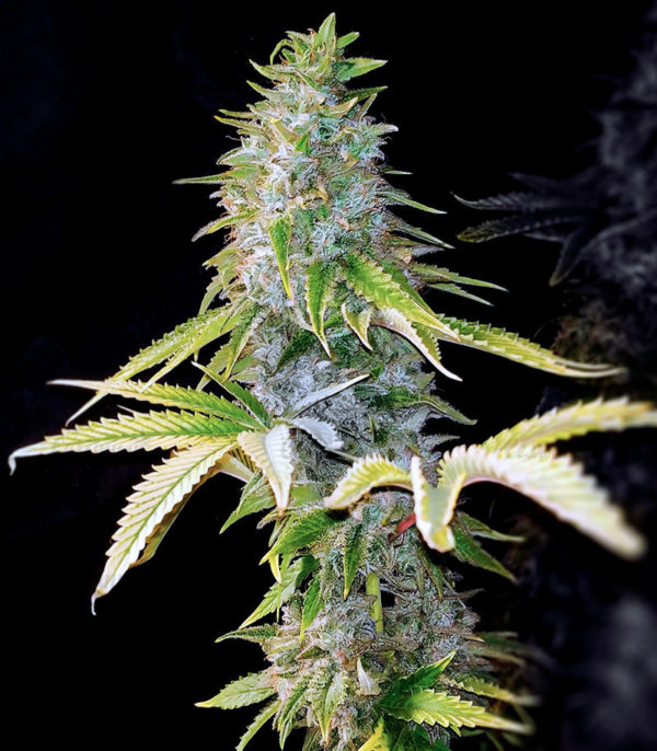 Семена сорта Satori fem (Mandala Seeds) — изображение 3