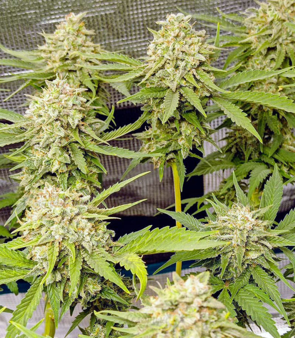 Семена сорта Satori fem (Mandala Seeds) — изображение 4