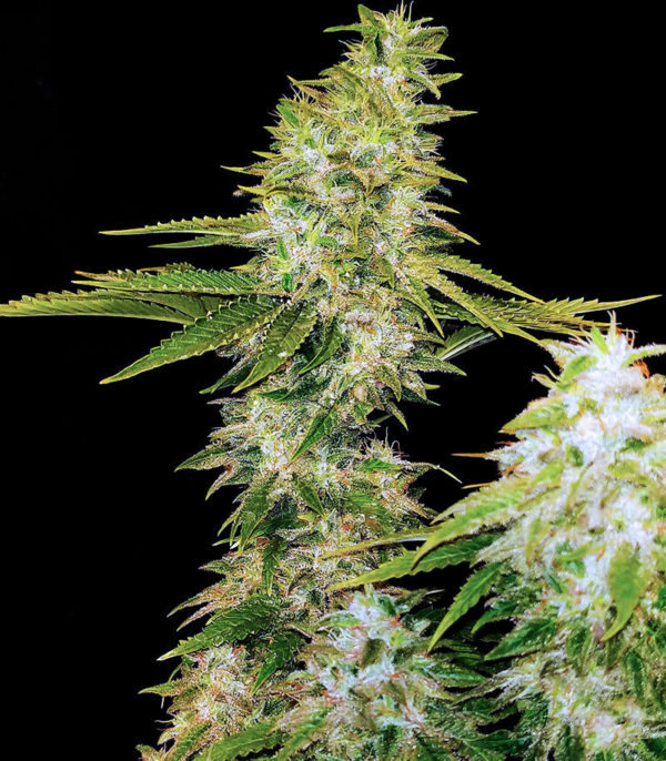 Семена сорта Satori fem (Mandala Seeds) — изображение 2