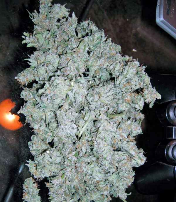Семена сорта Short Rider Automatic fem (Nirvana Seeds) — изображение 3