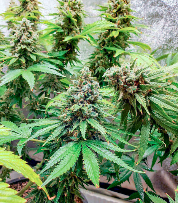 Slurricane fem (Advanced Seeds) семена конопли — изображение 2