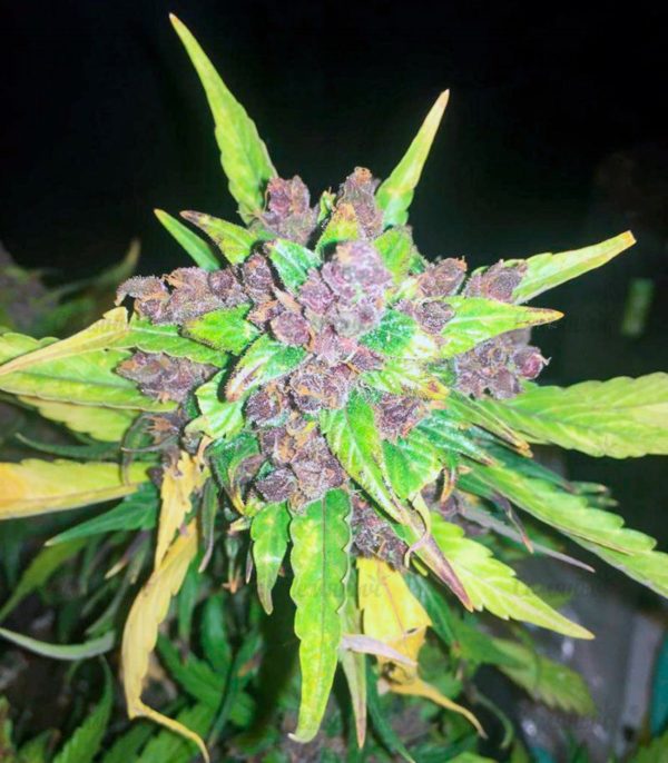 Семена сорта Black Cream Auto fem (Sweet Seeds) — изображение 2