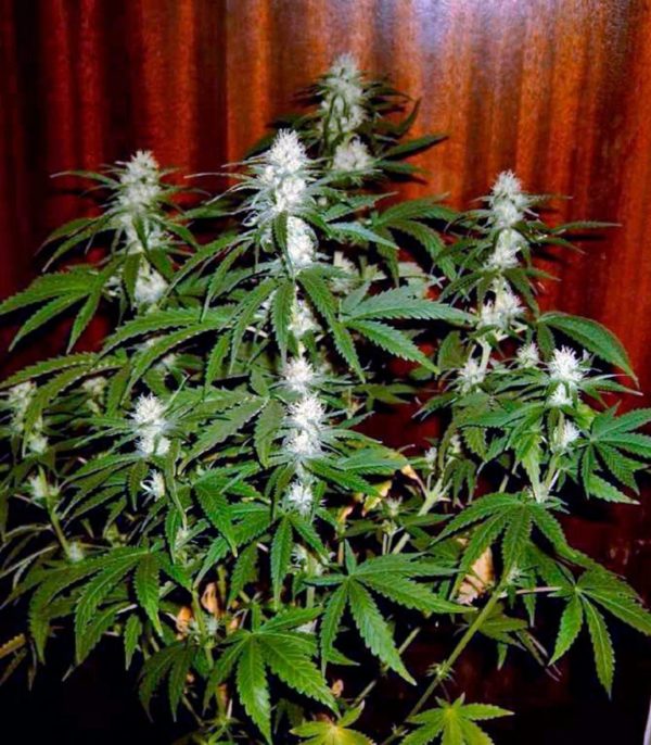 Семена сорта Cream 47 fem (Sweet Seeds) — изображение 4