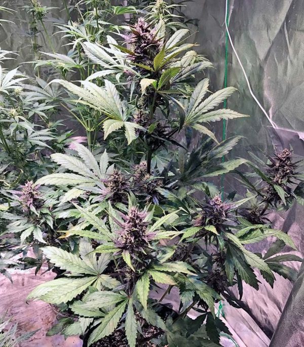 Семена сорта Devil Cream Auto fem (Sweet Seeds) — изображение 3