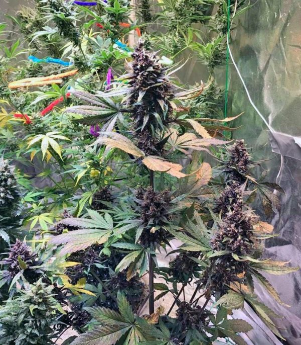 Семена сорта Devil Cream Auto fem (Sweet Seeds) — изображение 2