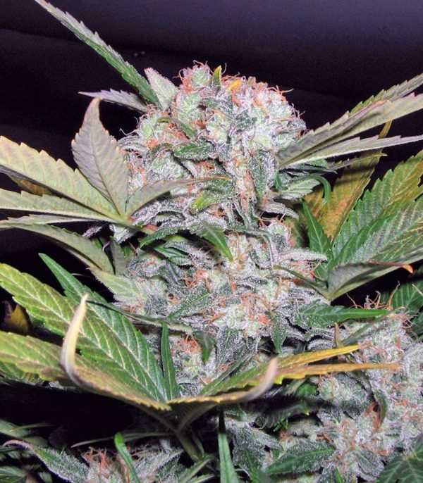Fast Bud #2 Auto (Sweet Seeds) — изображение 3