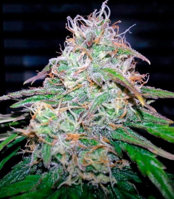 Fast Bud #2 Auto (Sweet Seeds) — изображение 2