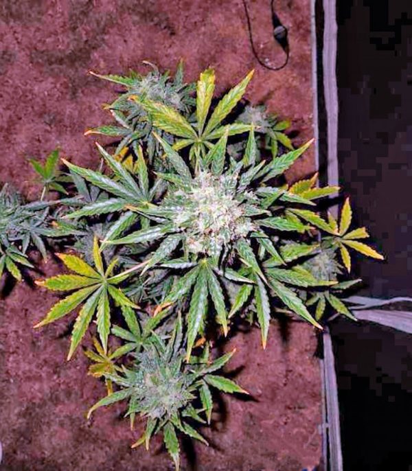 Семена сорта Fast Bud Auto fem (Sweet Seeds) — изображение 3