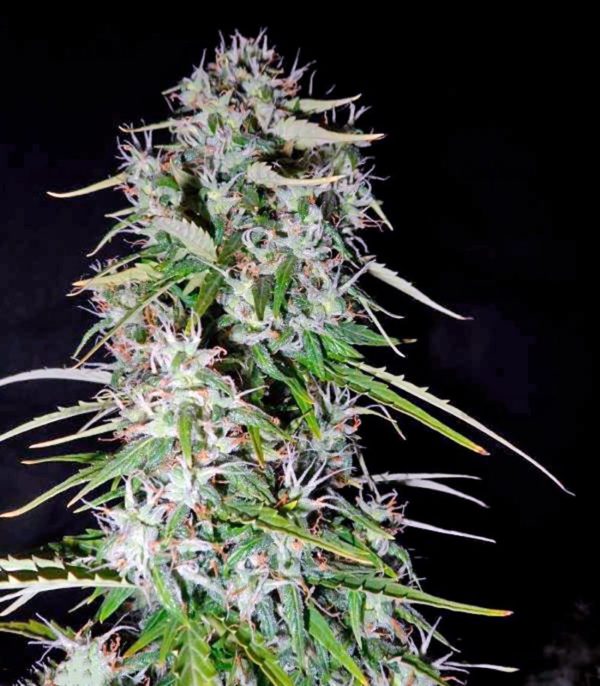 Семена сорта Fast Bud Auto fem (Sweet Seeds) — изображение 2
