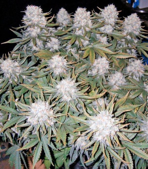 Семена сорта Killer Kush Auto fem (Sweet Seeds) — изображение 3