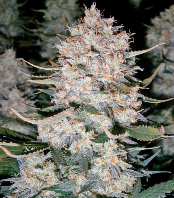 Семена сорта Killer Kush Auto fem (Sweet Seeds) — изображение 2