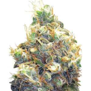 Семена сорта Mango Skunk fem (Nirvana Seeds)
