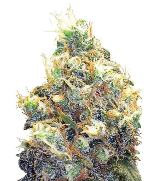 Семена сорта Mango Skunk fem (Nirvana Seeds)