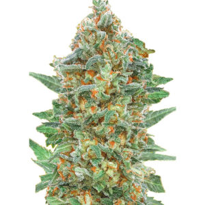 Семена сорта Auto Critical Lemon CBD fem (Advanced Seeds)