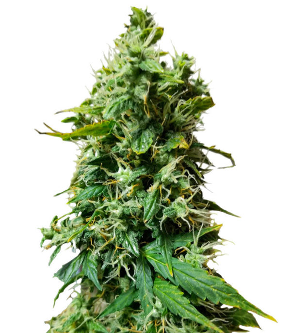 Auto Gorilla fem (00 Seeds)