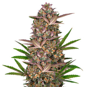 Семена сорта Bruce Banner Auto fem (Sweet Seeds)