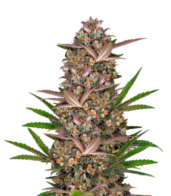 Семена сорта Bruce Banner Auto fem (Sweet Seeds)