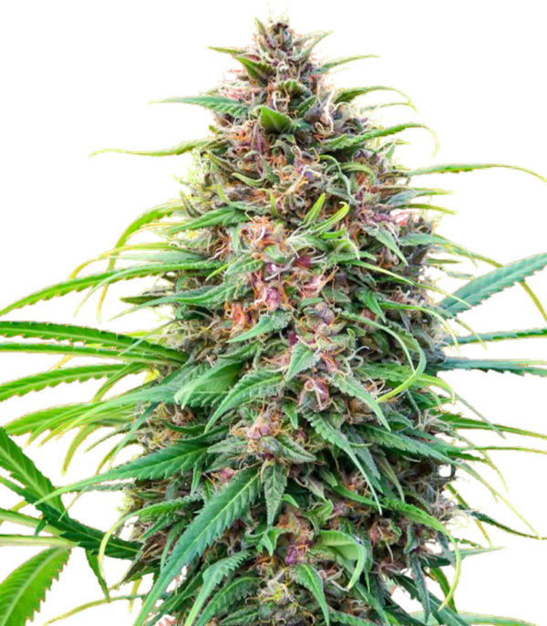 Семена сорта Fast N' Glorious reg (Mandala Seeds)