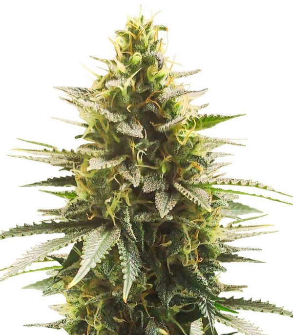Семена сорта Gelato #33 Fast fem (Advanced Seeds)