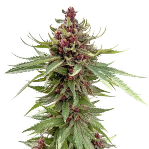 Семена сорта Girl Scout Cookies Auto fem (Nirvana Seeds)