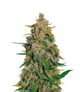 Lemon AK auto fem (FastBuds) семена конопли