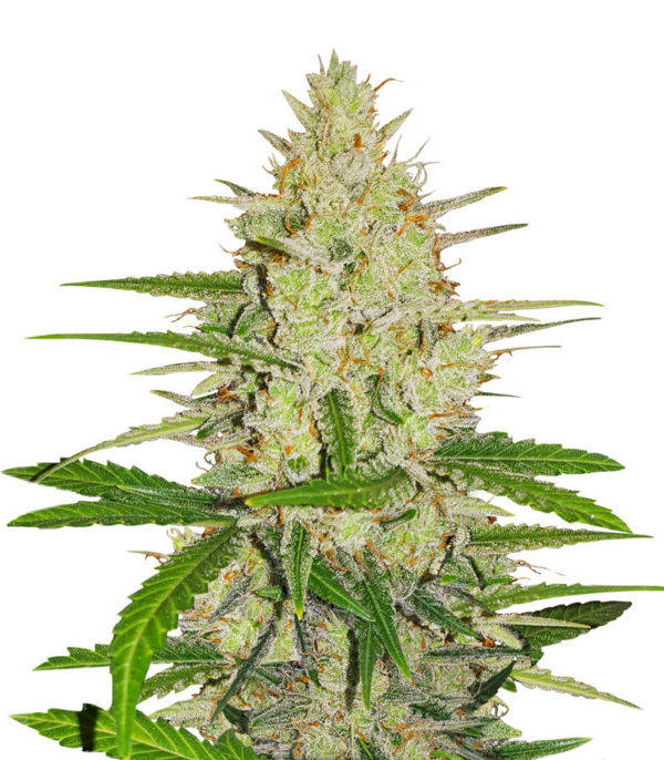 Семена сорта Runtz XL Auto fem (Sweet Seeds)