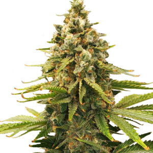 Slurricane fem (Advanced Seeds) семена конопли