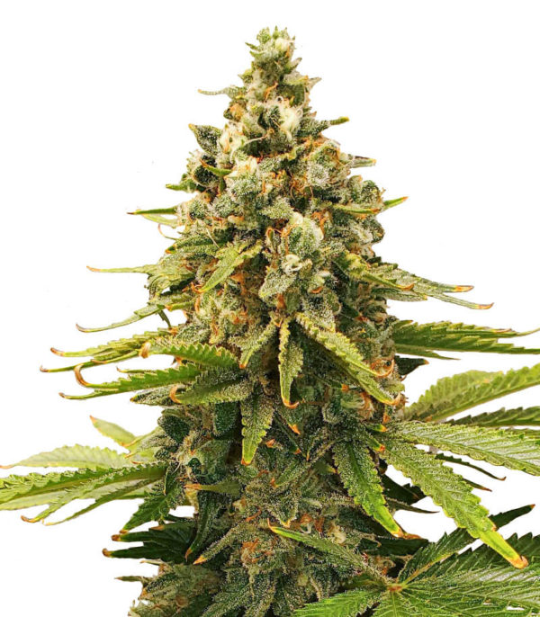 Slurricane fem (Advanced Seeds) семена конопли