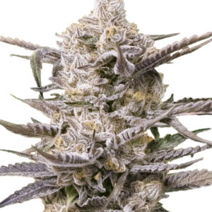 Семена сорта Watermelon OG fem (Advanced Seeds)
