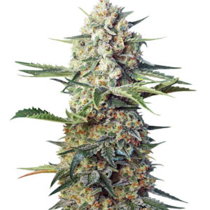 Семена сорта Crystal Candy F1 Fast Version fem (Sweet Seeds)