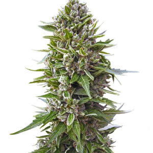 Семена сорта Auto Northern Lights fem (00 seeds)