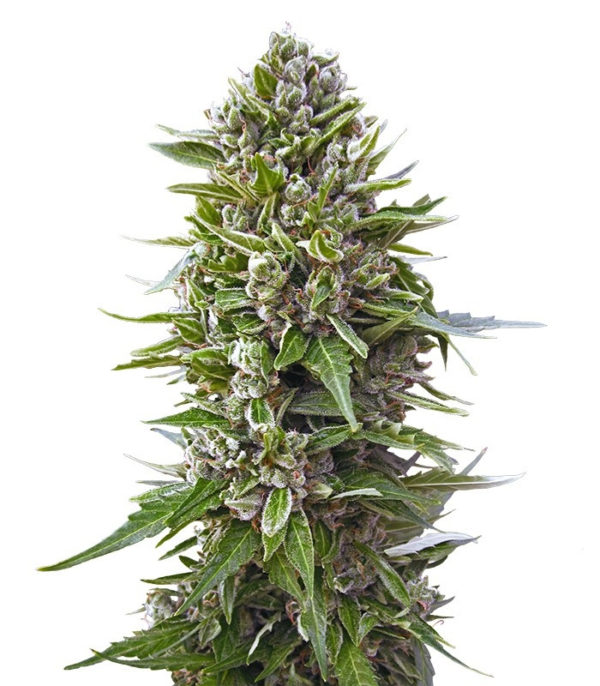 Семена сорта Auto Northern Lights fem (00 seeds)