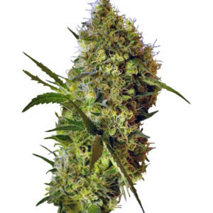 Семена сорта Big Devil Auto fem (Sweet Seeds)