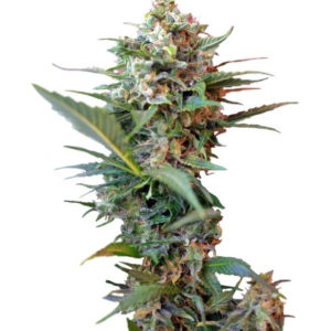 Семена сорта Big Devil XL Auto fem (Sweet Seeds)