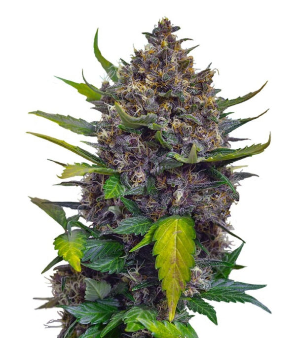 Семена сорта Black Cream Auto fem (Sweet Seeds)