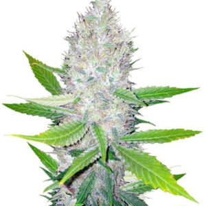 Семена сорта Blackberry fem (Nirvana Seeds)