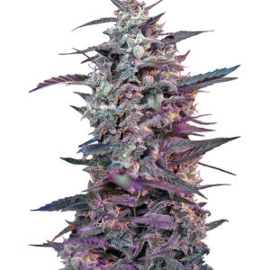 Семена сорта Bloody Skunk Auto fem (Sweet Seeds)