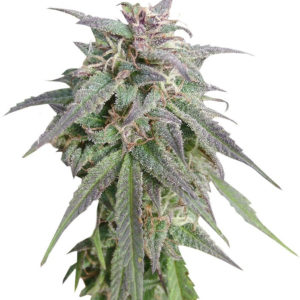 Семена сорта Blue Mystic fem (Nirvana Seeds)