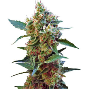 Семена сорта Cream Mandarine XL Auto fem (Sweet Seeds)