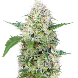 Семена сорта Crystal Candy fem (Sweet Seeds)