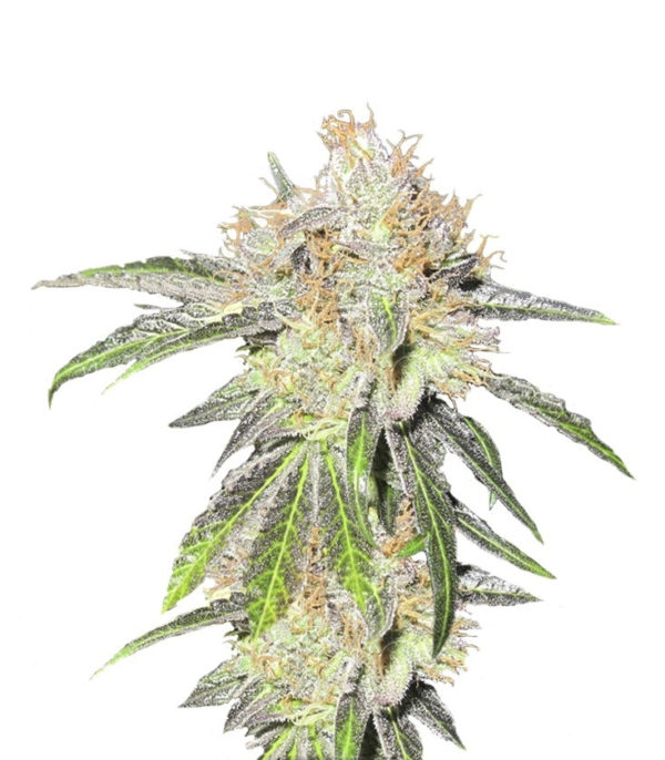 Семена сорта Deep Neville regular (Medical Seeds)