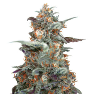 Семена сорта Devil Cream Auto fem (Sweet Seeds)