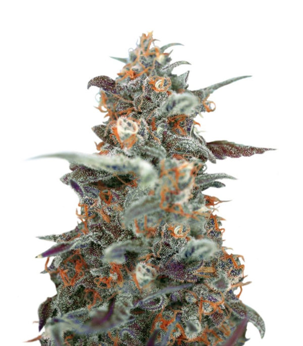 Семена сорта Devil Cream Auto fem (Sweet Seeds)