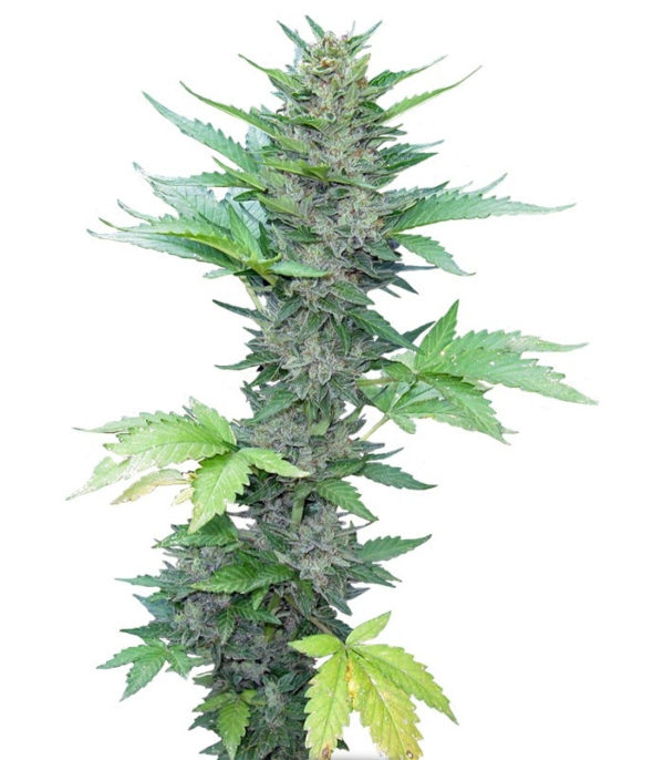 Семена сорта Green Poison Auto fem (Sweet Seeds)