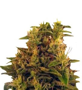 Семена сорта Haze 1 fem (Nirvana Seeds)