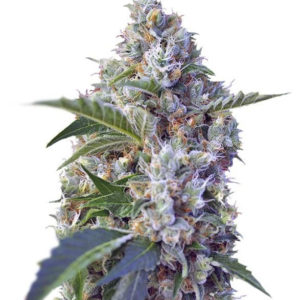 Indigo Berry Kush fem (Sweet Seeds) семена конопли
