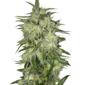 Семена сорта Lemon OG Haze fem (Nirvana Seeds)