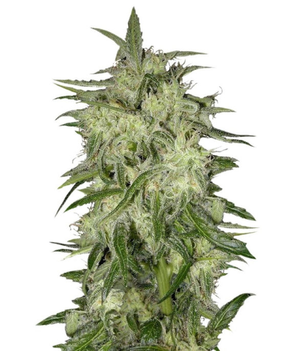 Семена сорта Lemon OG Haze fem (Nirvana Seeds)